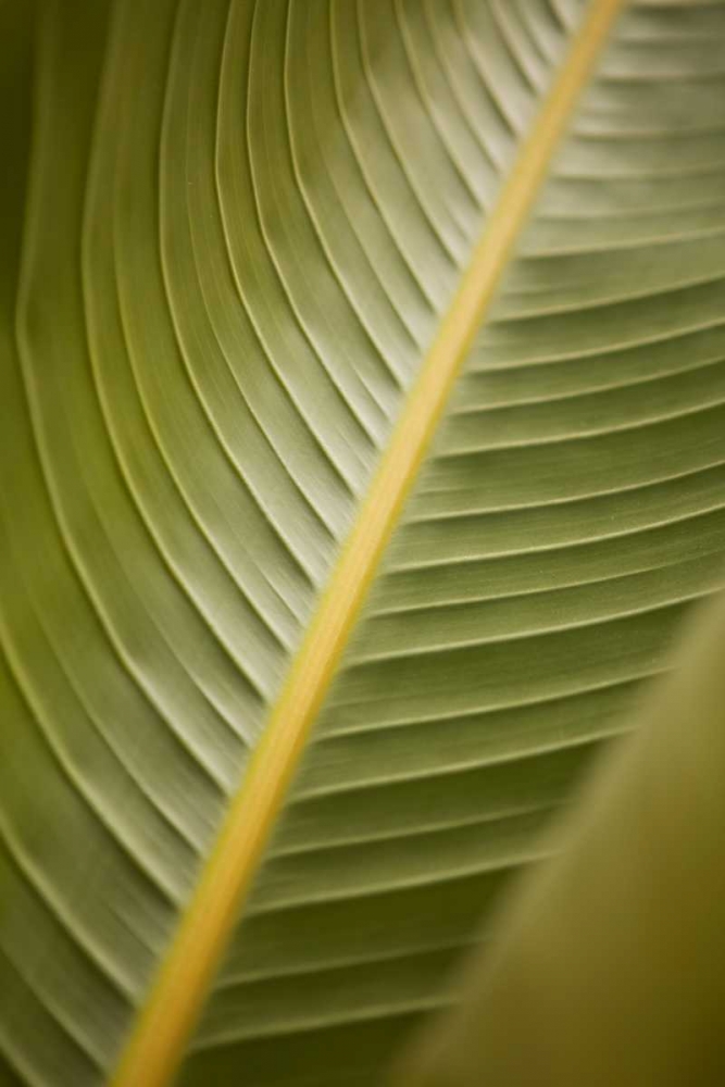 Tropical Leaves II