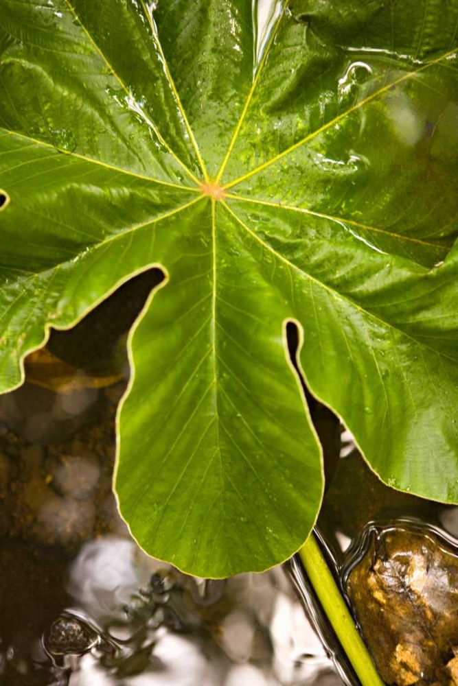 Tropical Leaves IV