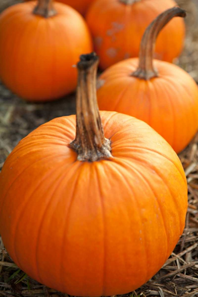 Pumpkins I