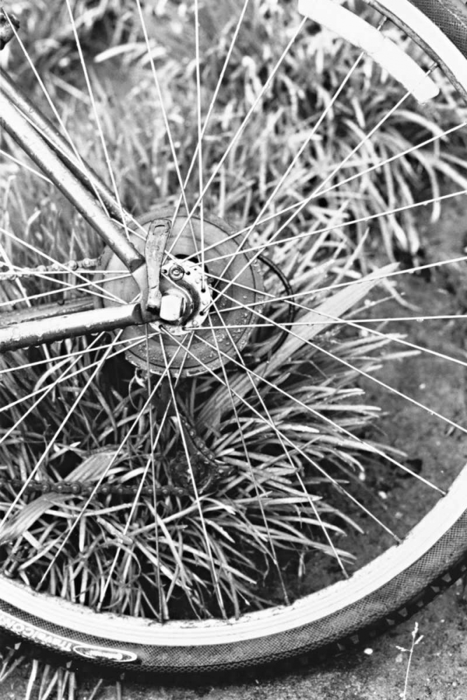 Bike Spoke