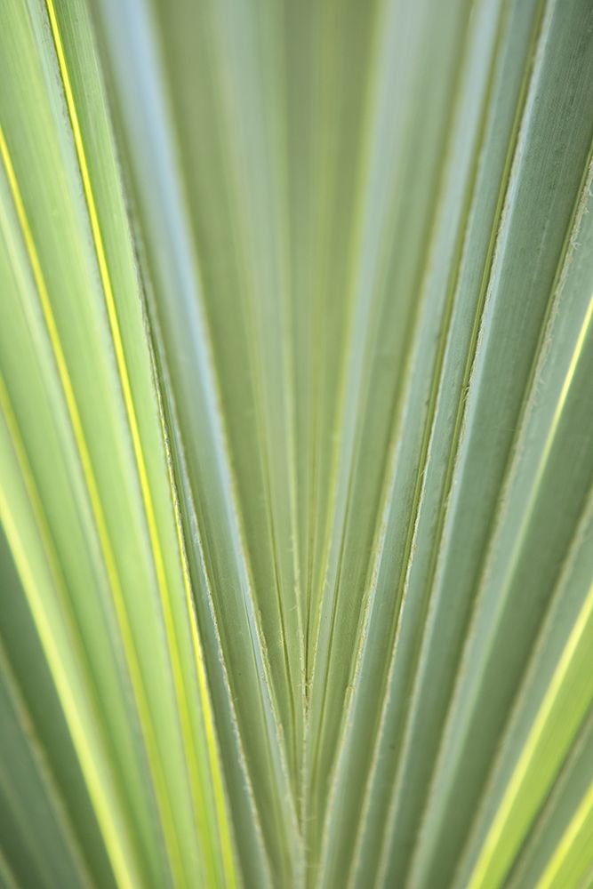 Tropical Leaf Close-Up II