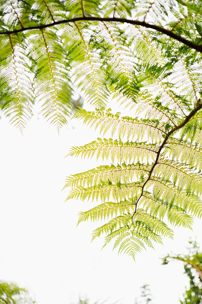 Sunlit Tropical Silhouette I