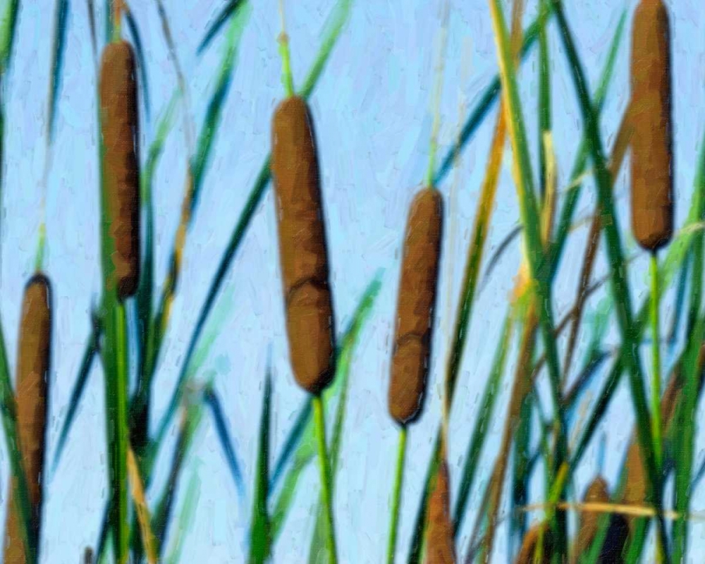 Cattailes