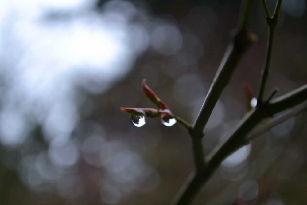 Dew Drops