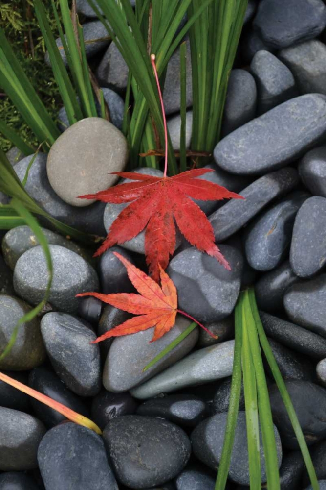 Maple Leaves I