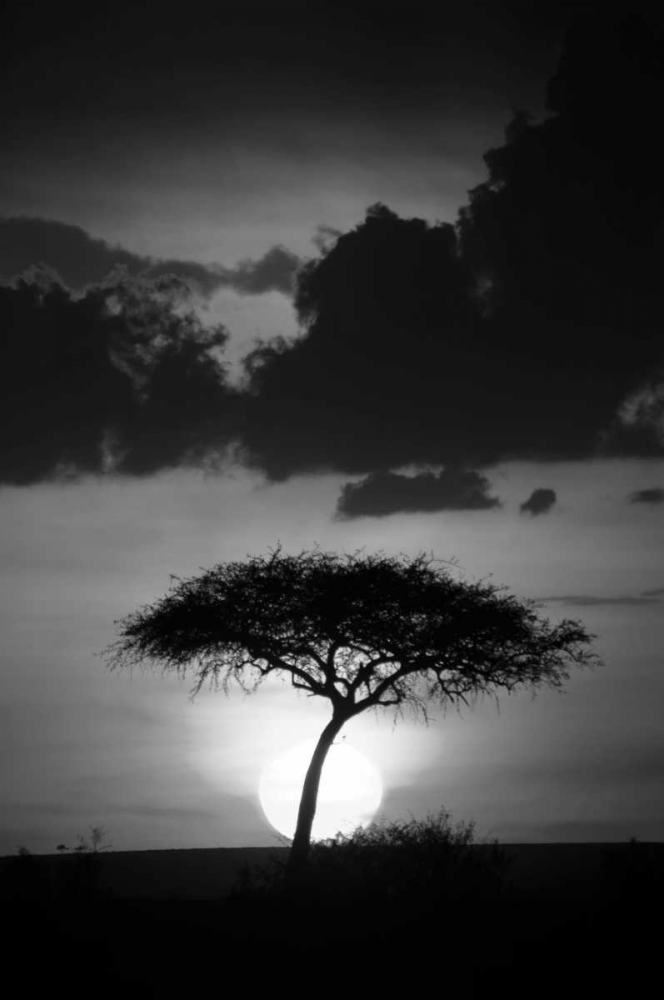 Kenta Sunrise