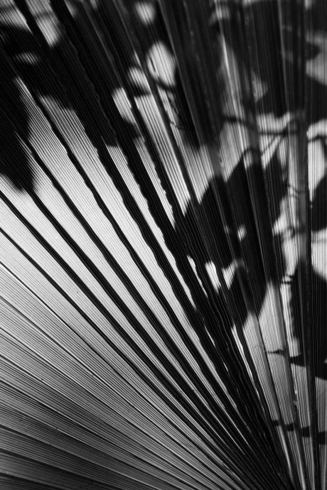 Shadow II