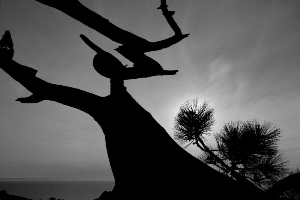 Tree I