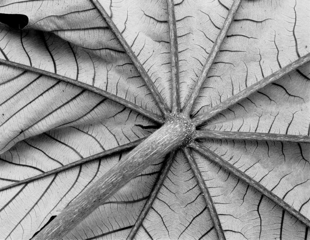 Leaf I