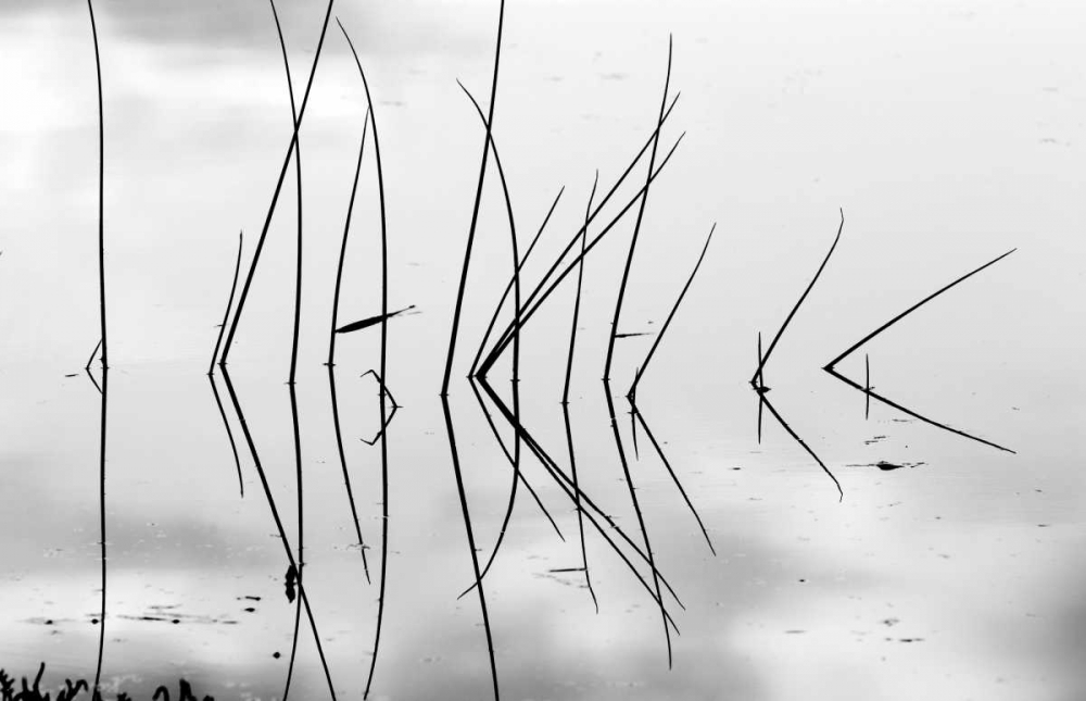 Reeds I