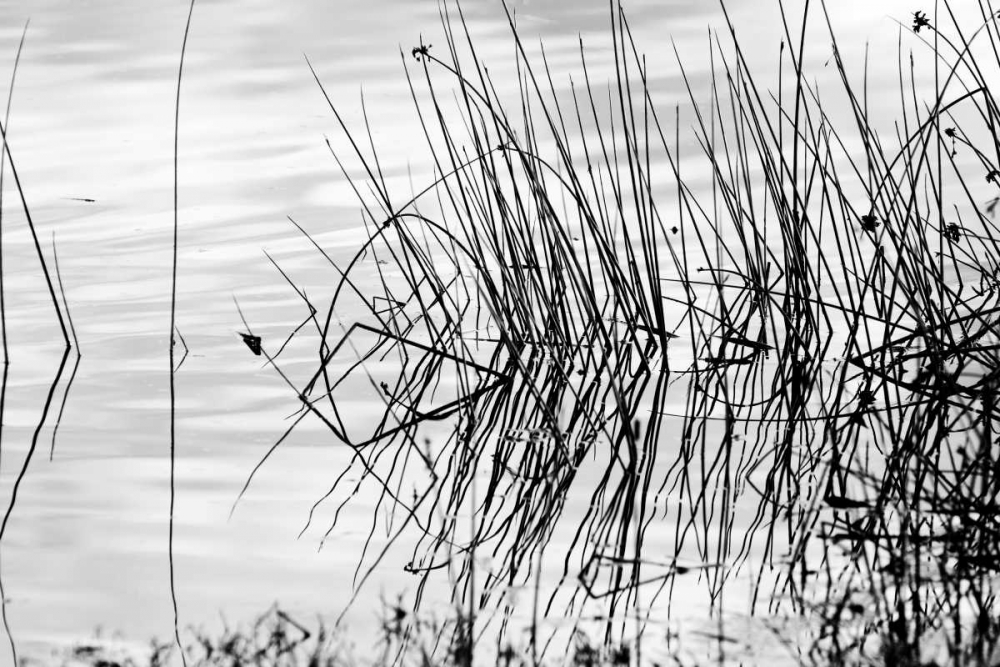 Reeds II