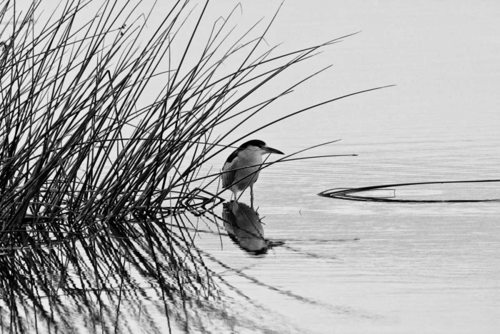 Bird I