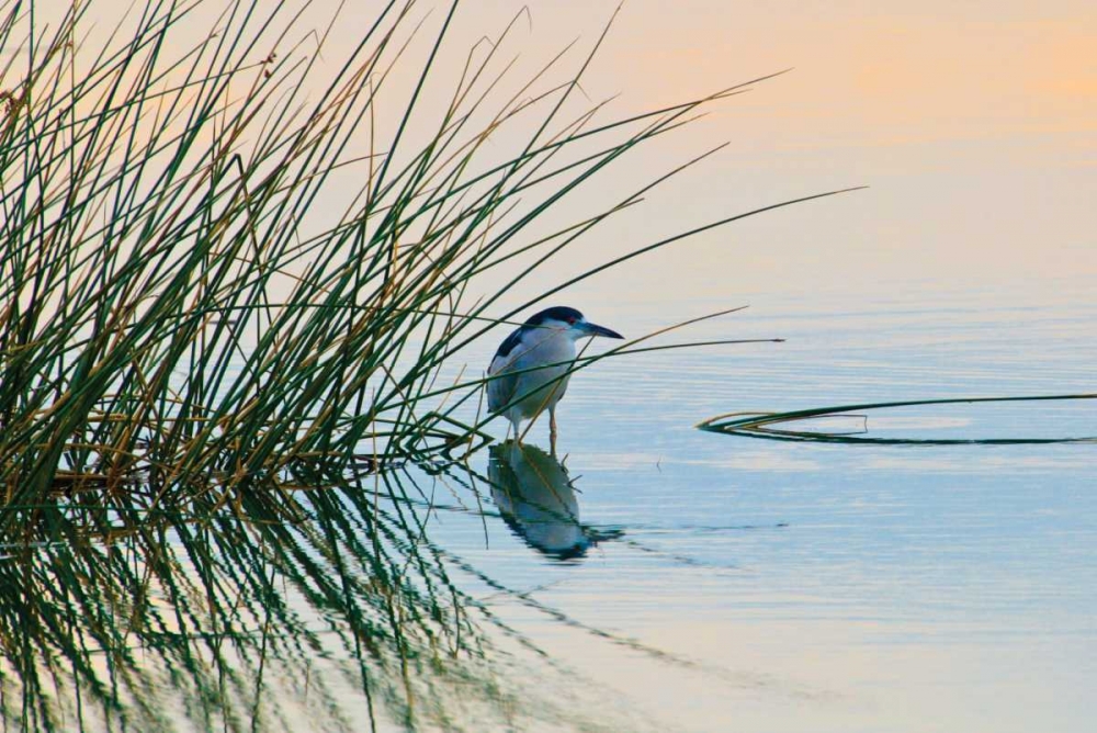 Bird II
