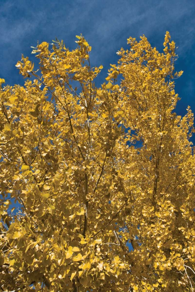 Fall Leaves I