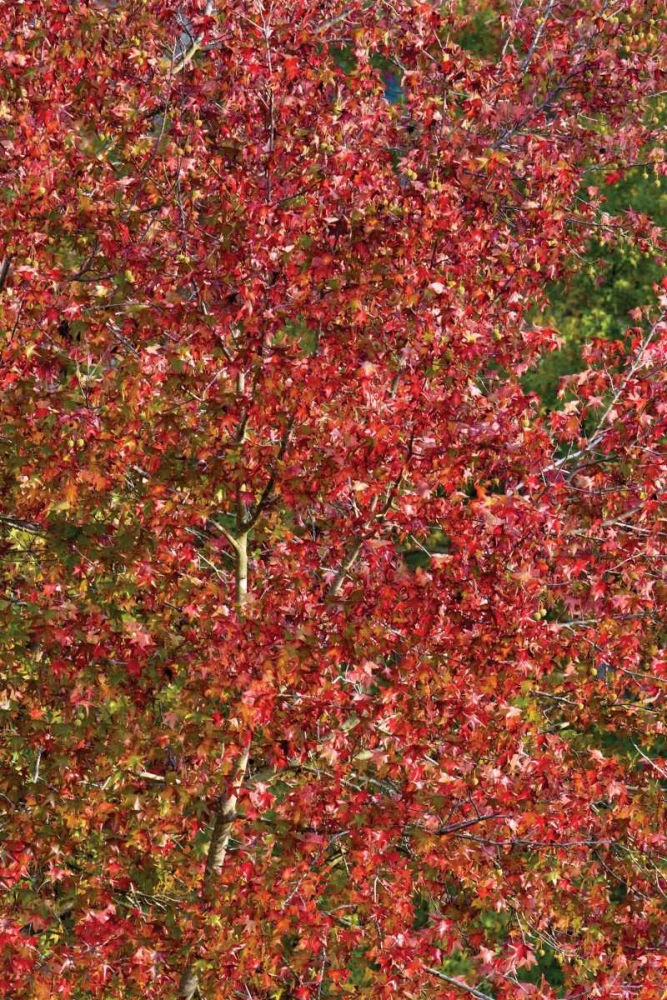 Fall Leaves II