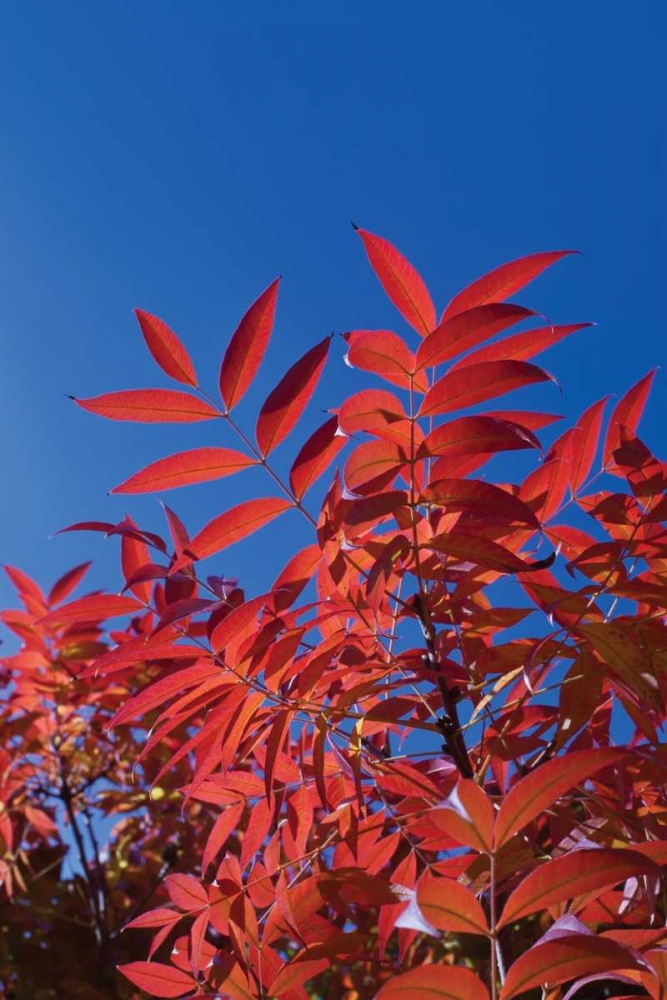 Fall Leaves III