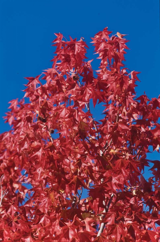 Fall Leaves IV