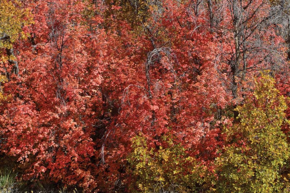 Fall Leaves VI