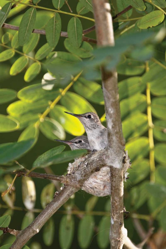 Hummingbird I