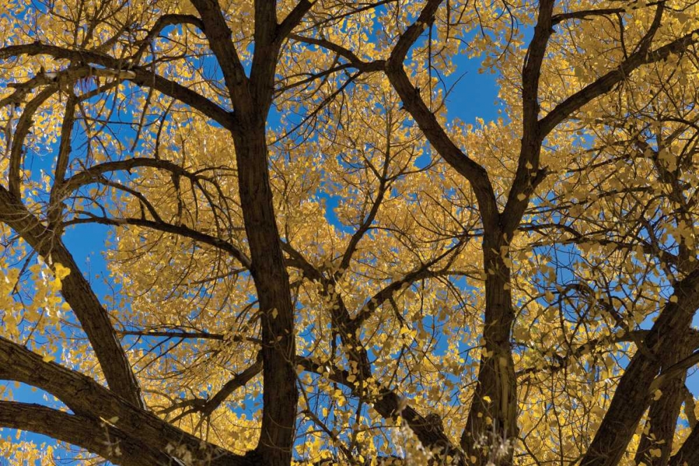Fall Leaves VII