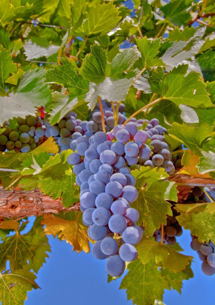 Cougar Winery Grapes II