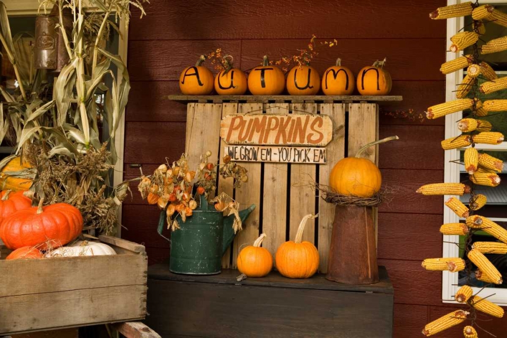 Autumn Harvest III