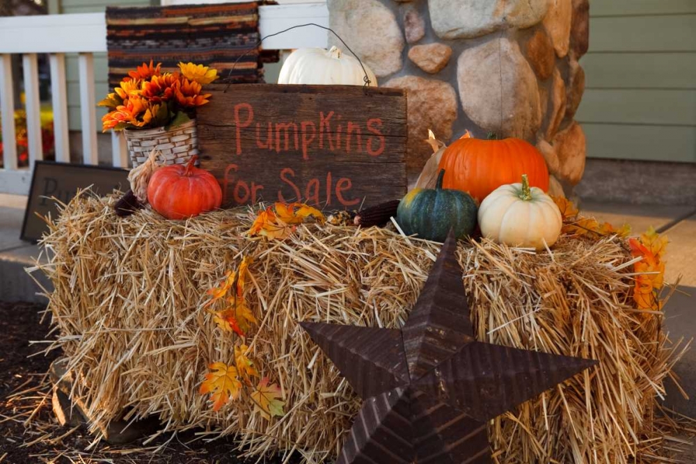Autumn Harvest IV