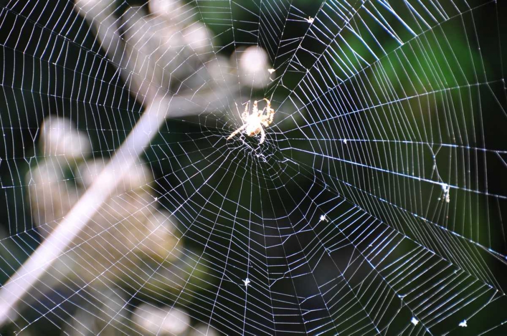 Spiderweb II