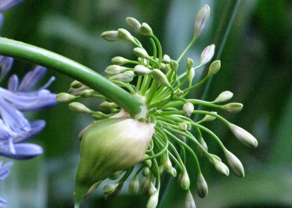 Flower Pod
