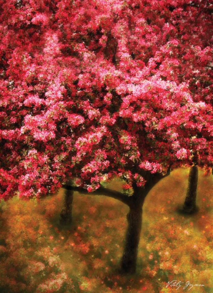 Pink Cherry Tree