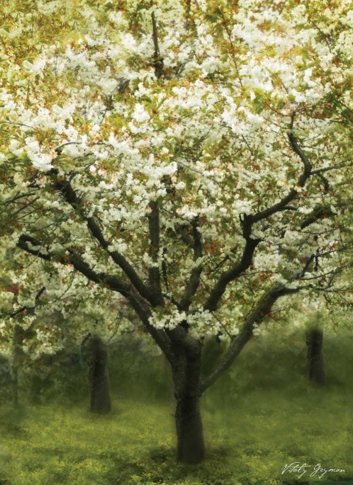 White Cherry Tree I