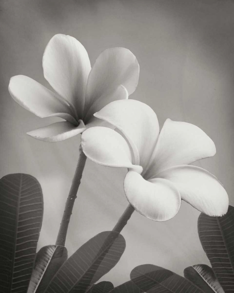 Plumeria II