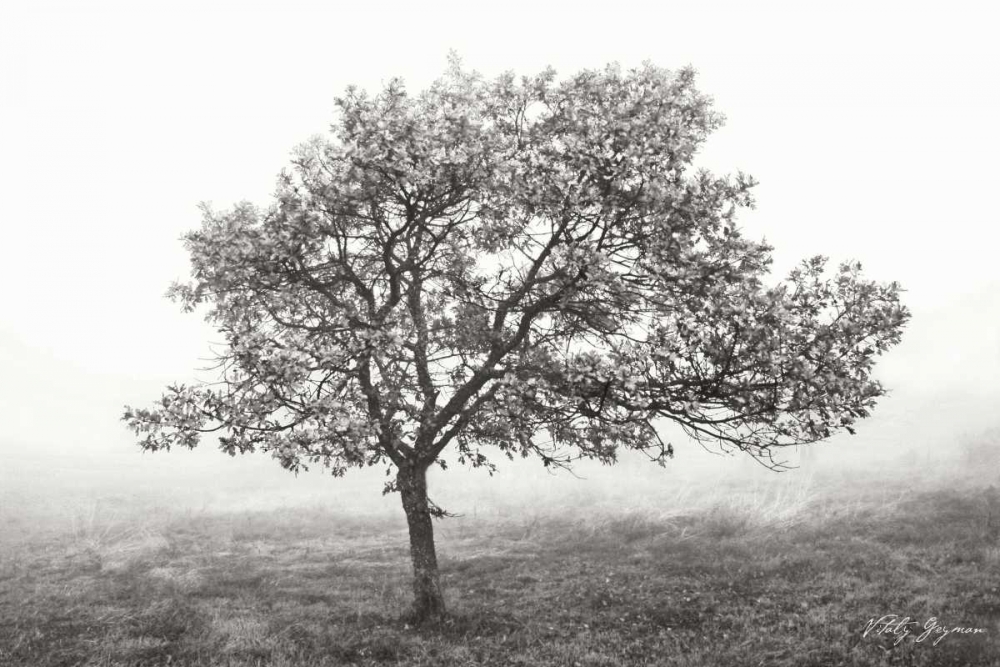 Burning Oak I BandW