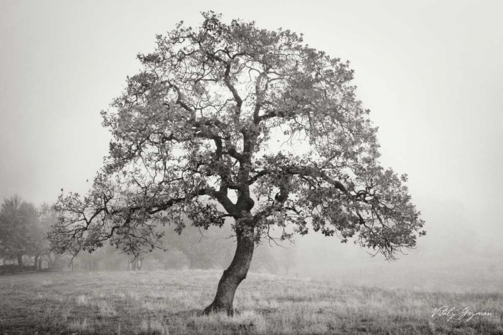 Burning Oak III BandW