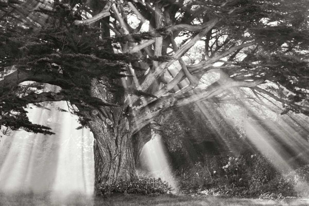 Moses Tree BandW