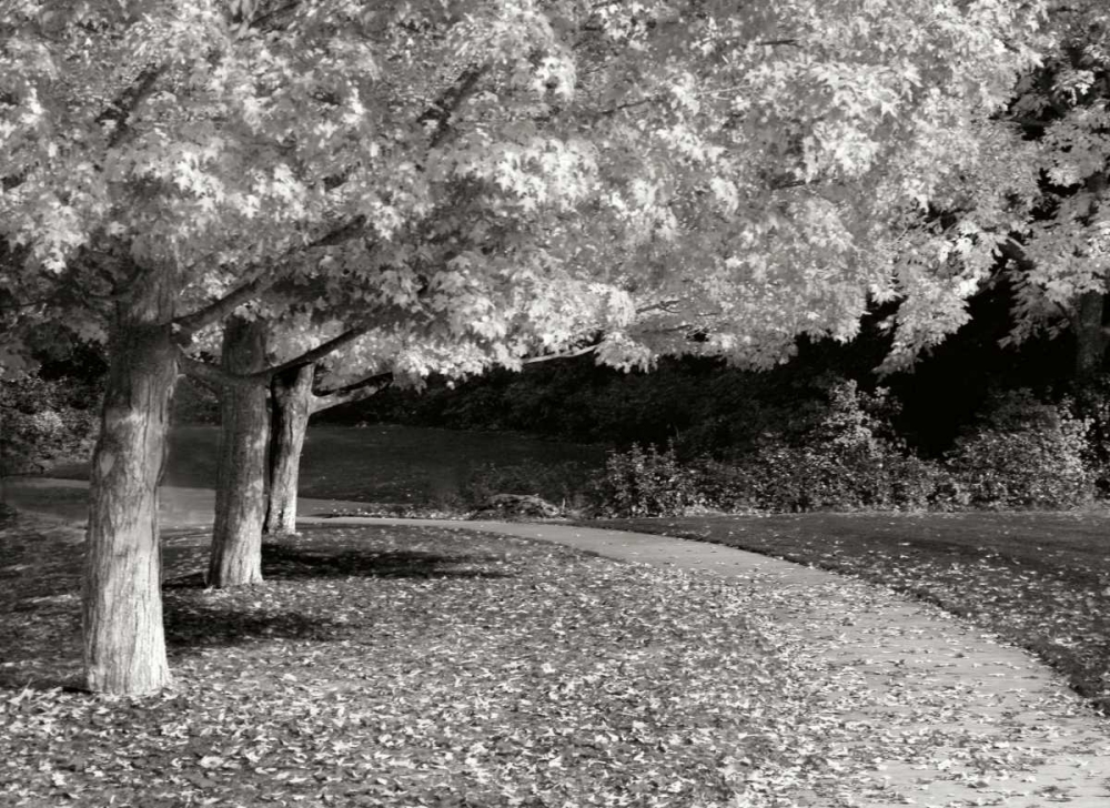 Fall Maple Fever IV BandW