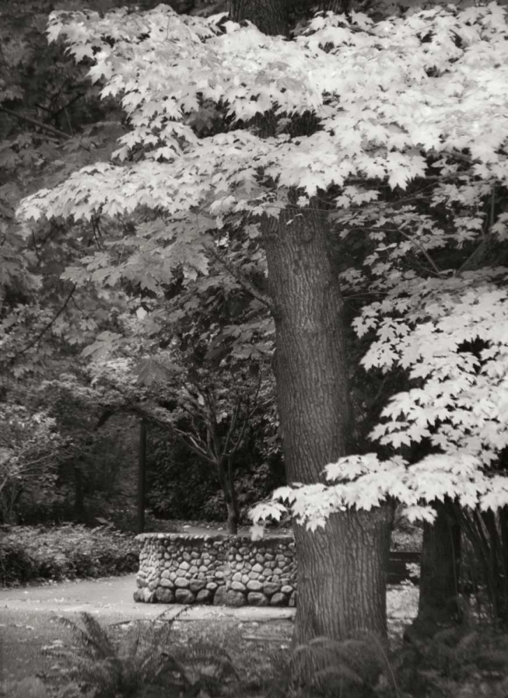 Fall Maple Fever XI BandW