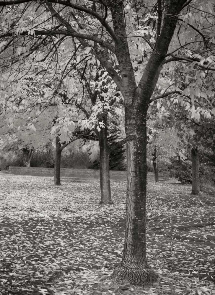 Fall Tree Grove I BandW