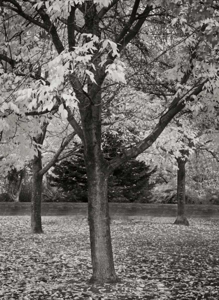 Fall Tree Grove II BandW