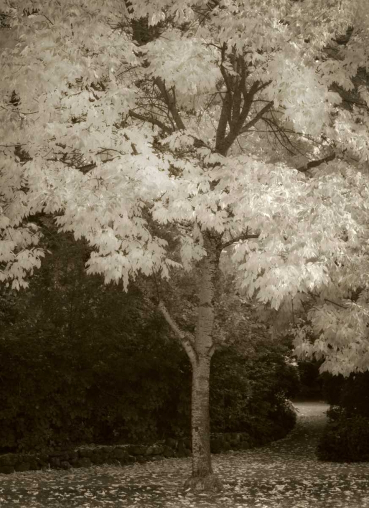 Fall Maple Fever VI