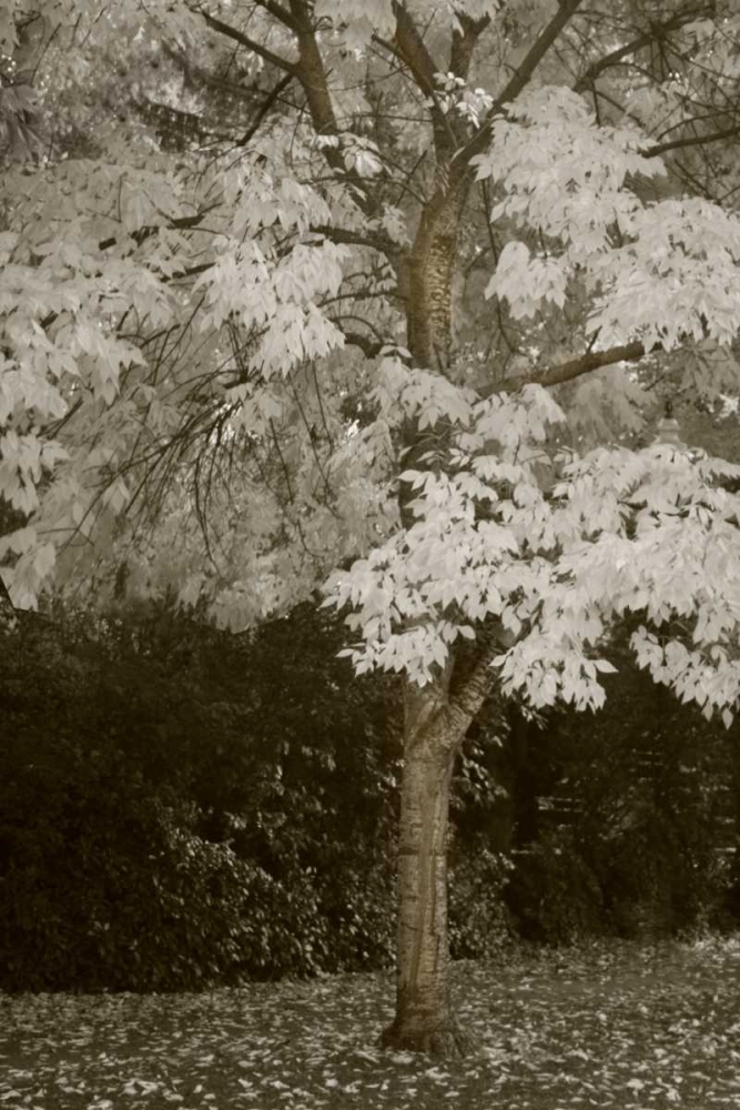 Fall Maple Fever VII