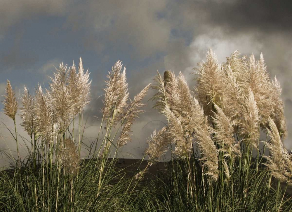 Dance of White Towers