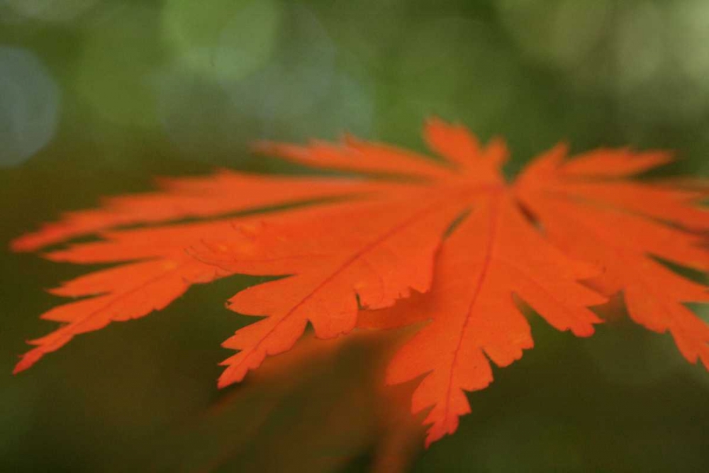 Autumn Leaf Mirage I