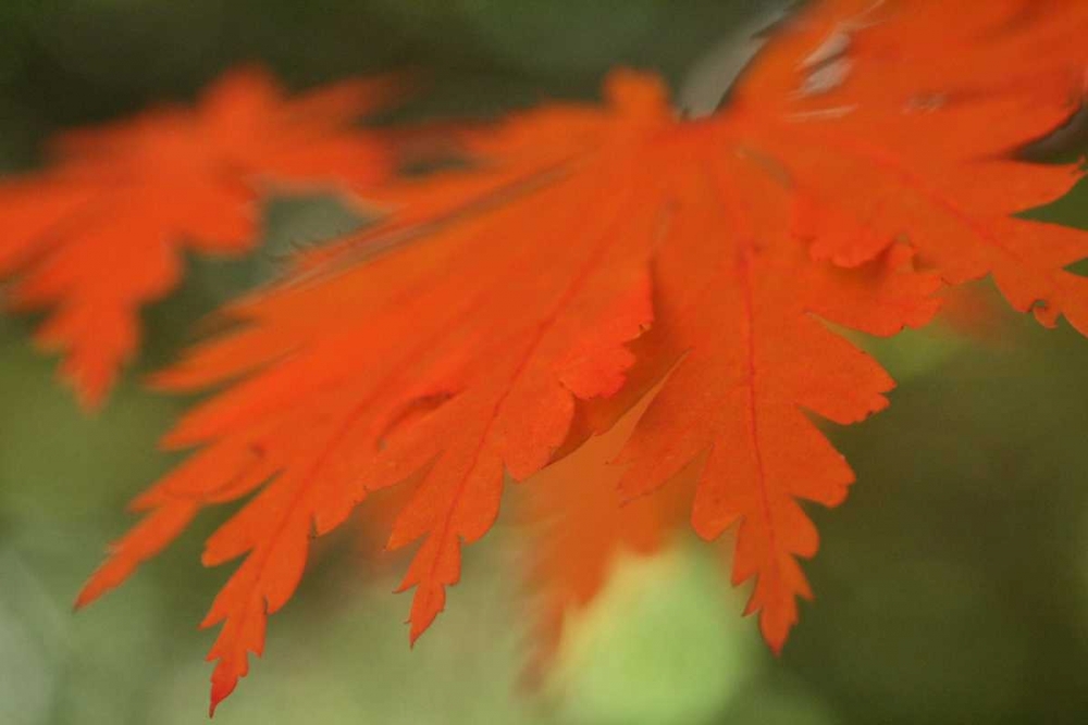 Autumn Leaf Mirage II