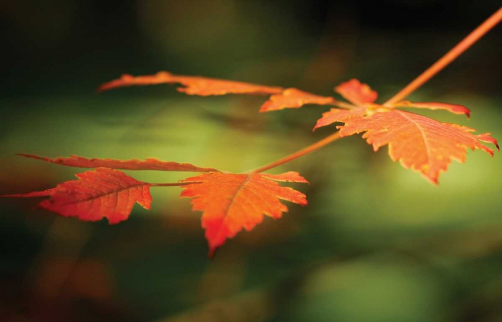 Autumn Fire Leaves I