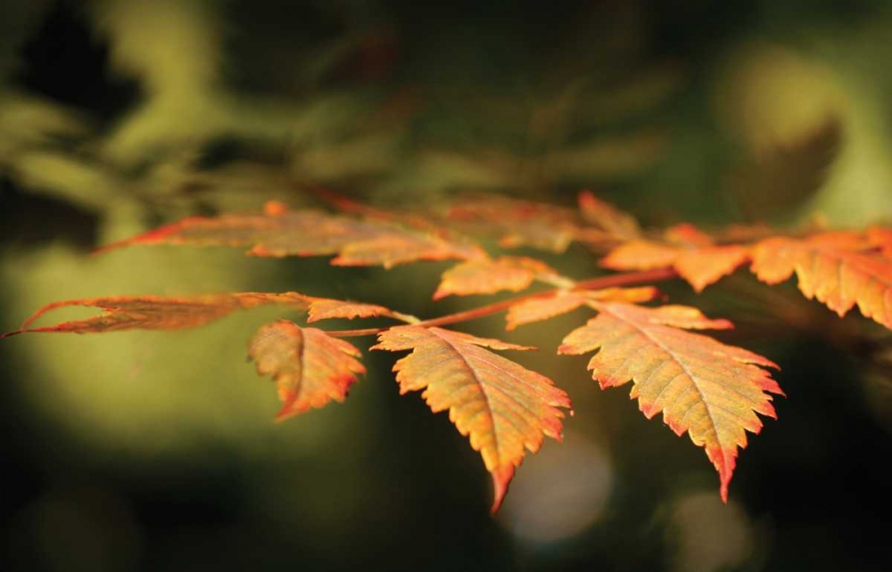 Autumn Fire Leaves II
