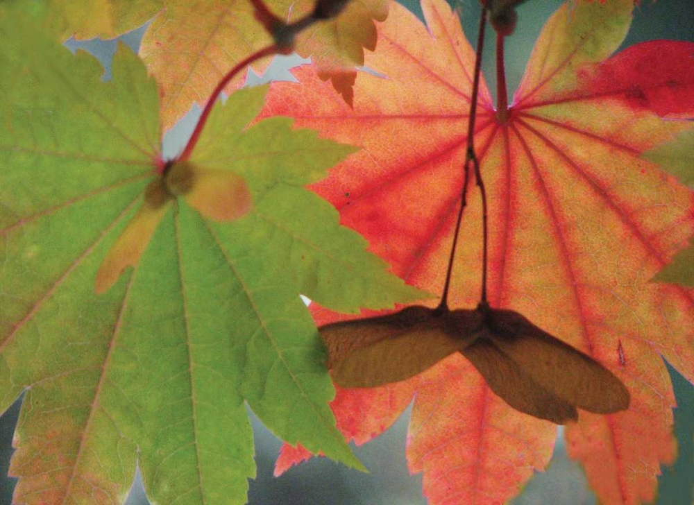 Maple Leaves Perfection I
