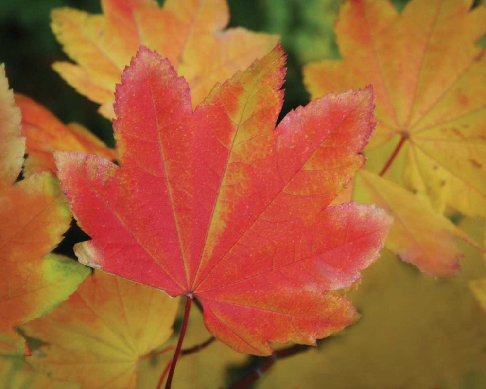 Maple Leaves Perfection II