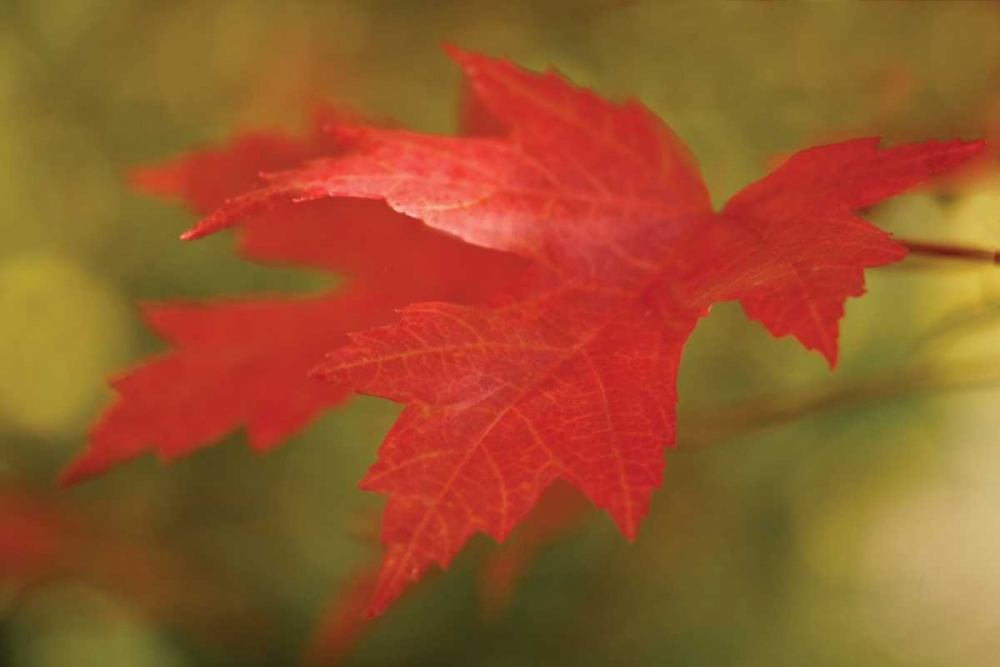 Maple Fire Leaves II