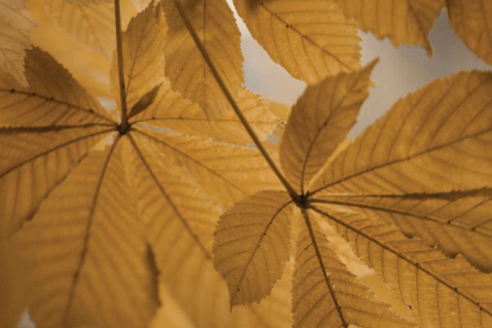 Chestnut Leaves Duet II Brown